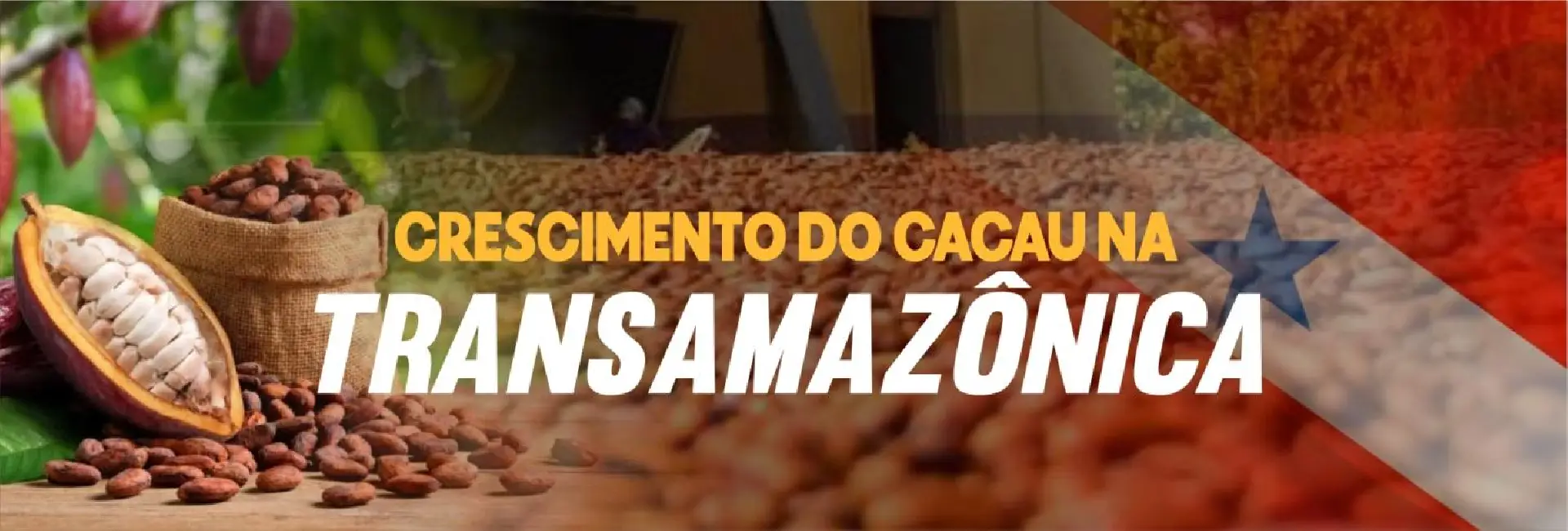 Crescimento do Cacau na Transamazônica