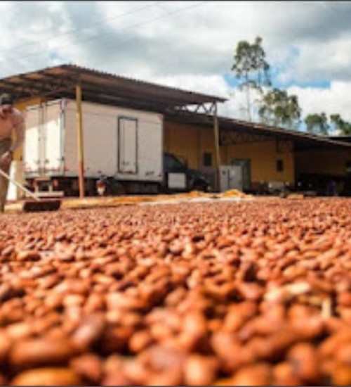 GOVERNO PROMOVE DEBATE PARA IMPULSIONAR A PRODUÇÃO DE CACAU DO PARÁ