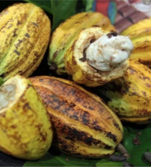 Cargill anuncia projeto para plantar cacau em área de pastagem no Pará