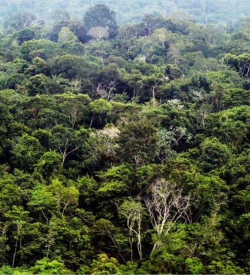Pará registra 67% de redução nos alertas de desmatamento
