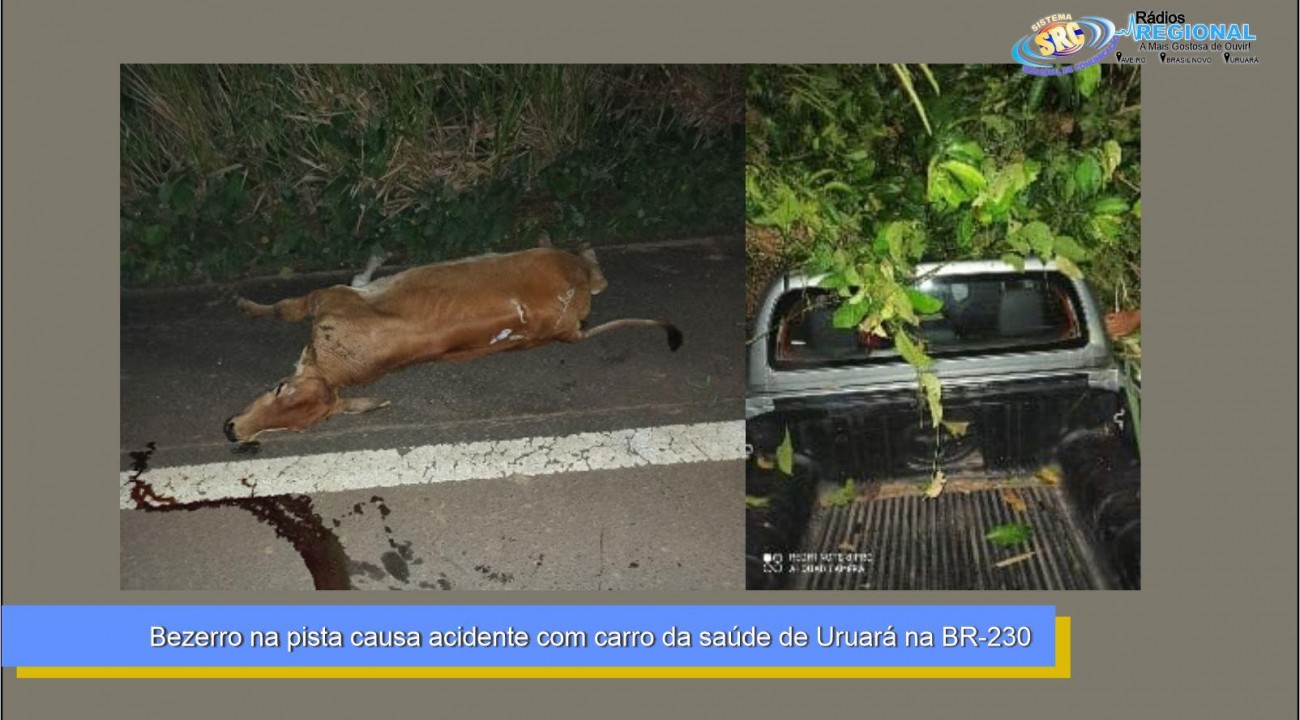 Bezerro na pista causa acidente com carro da saúde de Uruará na BR-230