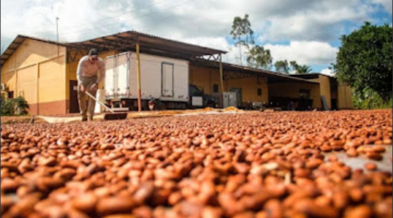 GOVERNO PROMOVE DEBATE PARA IMPULSIONAR A PRODUÇÃO DE CACAU DO PARÁ