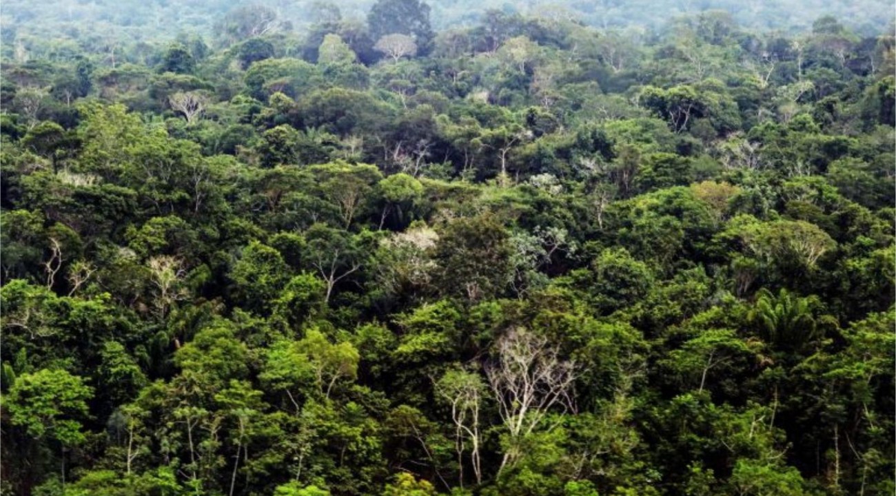 Pará registra 67% de redução nos alertas de desmatamento