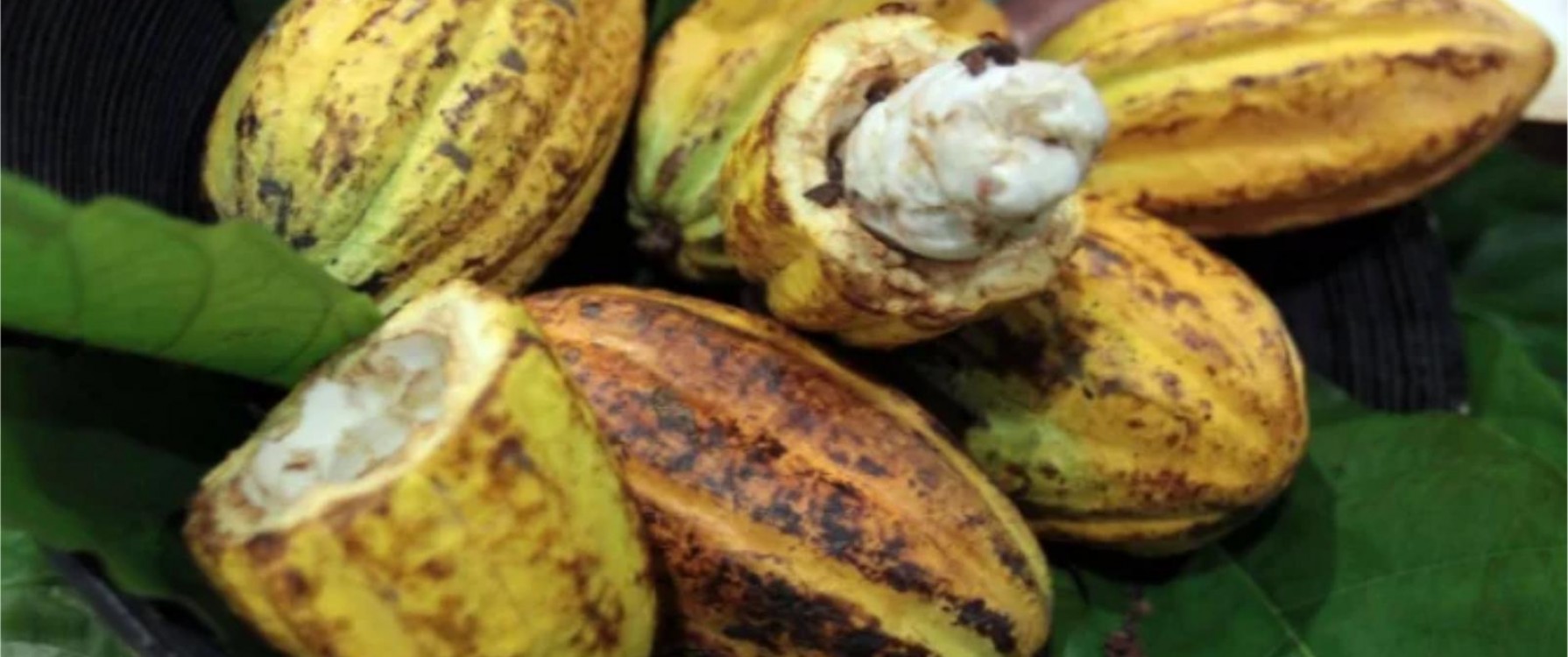 Cargill anuncia projeto para plantar cacau em área de pastagem no Pará