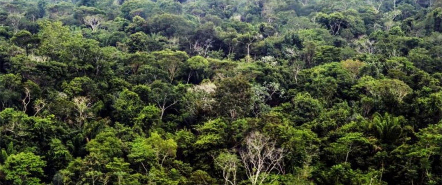 Pará registra 67% de redução nos alertas de desmatamento
