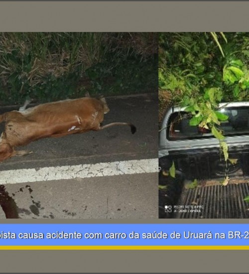 Bezerro na pista causa acidente com carro da saúde de Uruará na BR-230