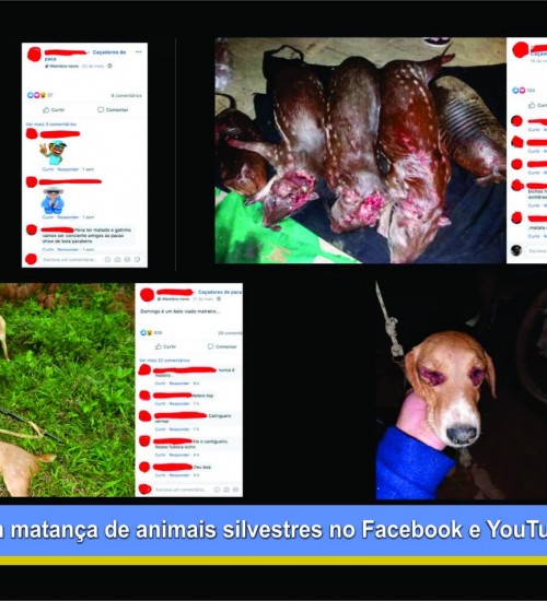 Caçadores expõem matança de animais silvestres no Facebook e YouTube