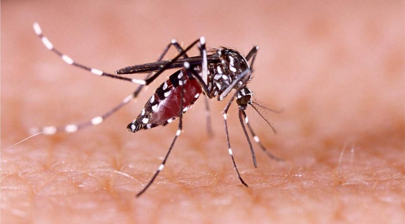 Hospitais de São Paulo registram lotação por causa da dengue
