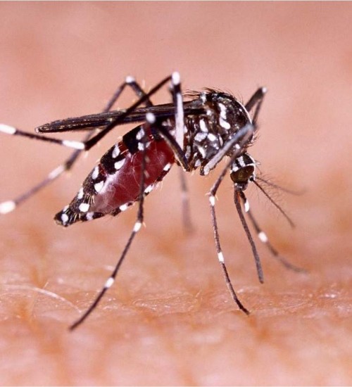 Hospitais de São Paulo registram lotação por causa da dengue